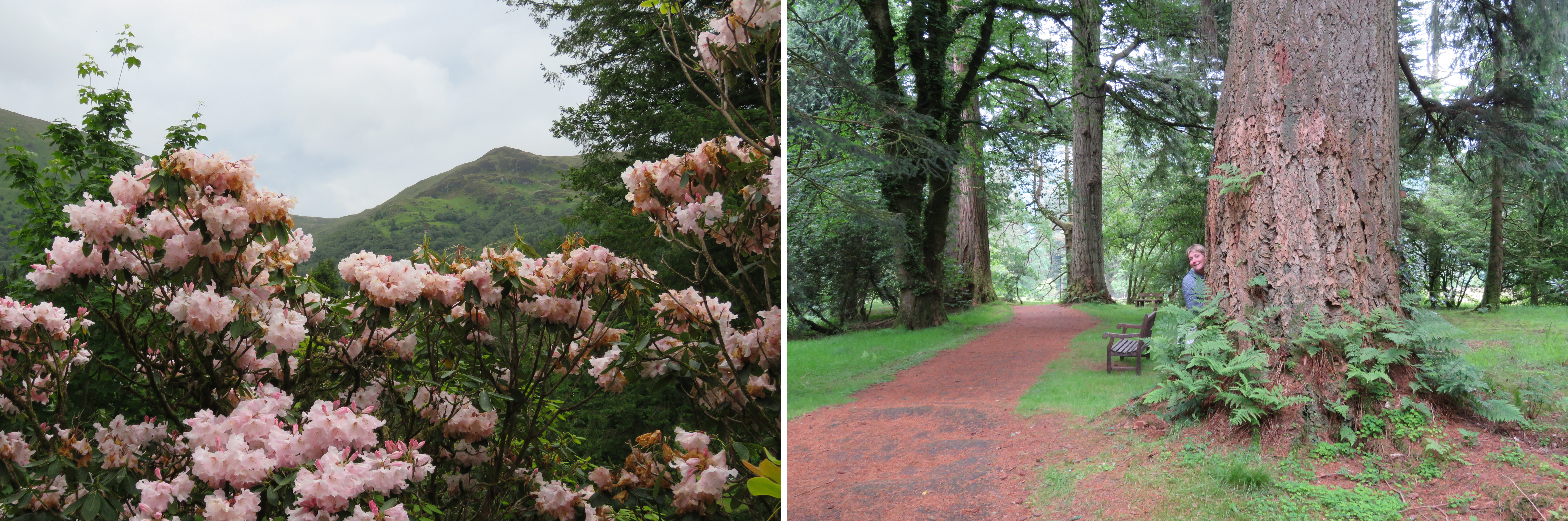 Split image showing two outdoor scenes. Left: blooming pink rhododendrons with green hills in the background. Right: a large tree trunk with ferns at its base, a bench nearby, and a person peeking out from behind the tree along a wooded path.